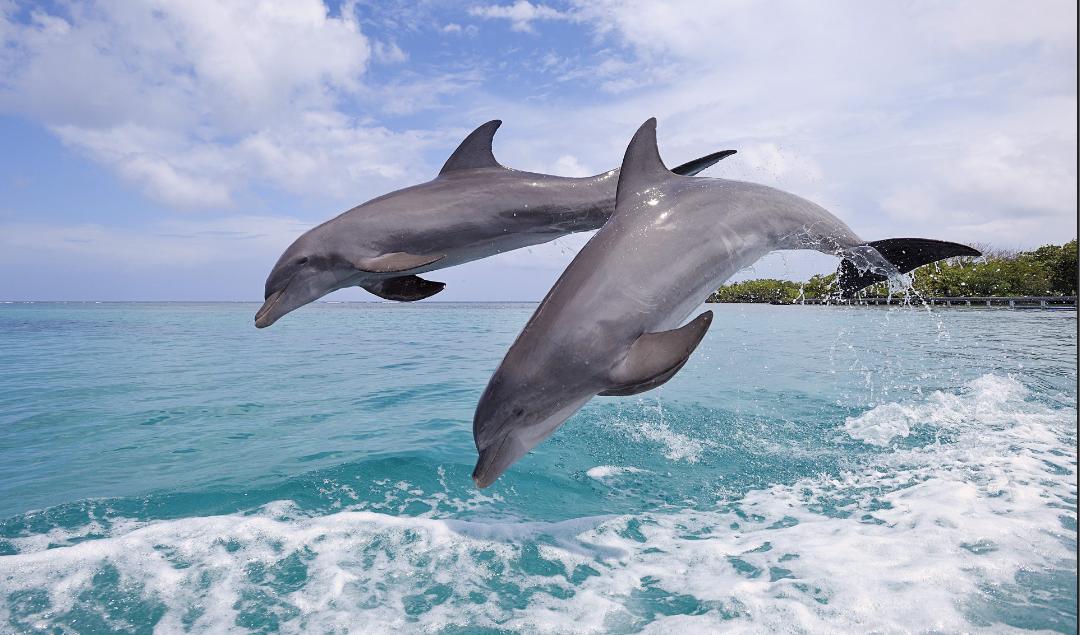 oceananimals101's tweet photo. バンドウイルカ http://t.co/UromUkSSEa