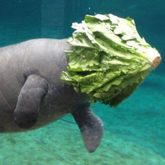 CWDevs's tweet image. Happy Thanksgiving #CWDevs! Don&apos;t do anything crazy.