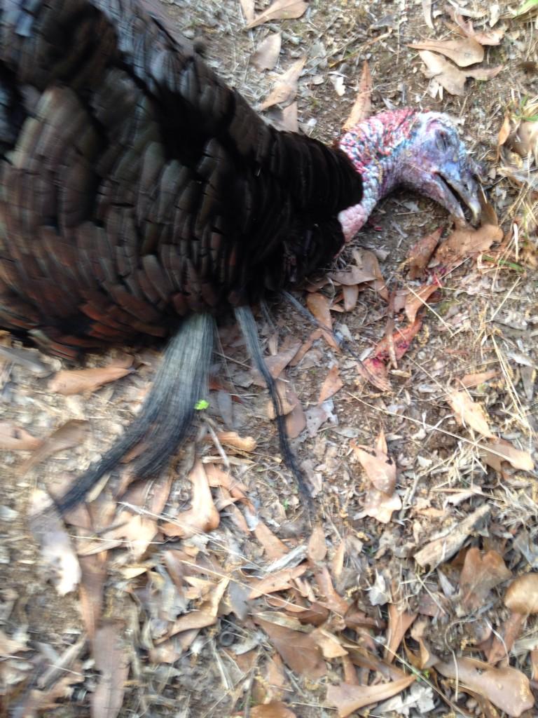 HalGarner's tweet image. Me, here's one I got with 4 beards.