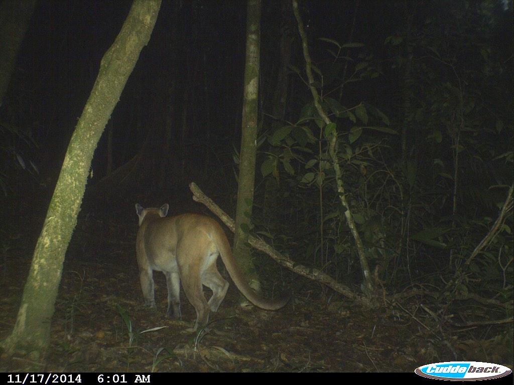 MWeatherborn's tweet photo. Fotos recientes de un Puma en la RUM Rio Sarstun; Cortesía de @PantheraCats @fundaecoguate y #CONAPgt #Biodiversidad http://t.co/AjQPcZvshf”