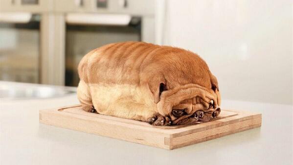 ninasprock's tweet photo. @AnastaciaFanily do you want some bread?? LOL #DogOrNot http://t.co/gVc6A0Wrh4