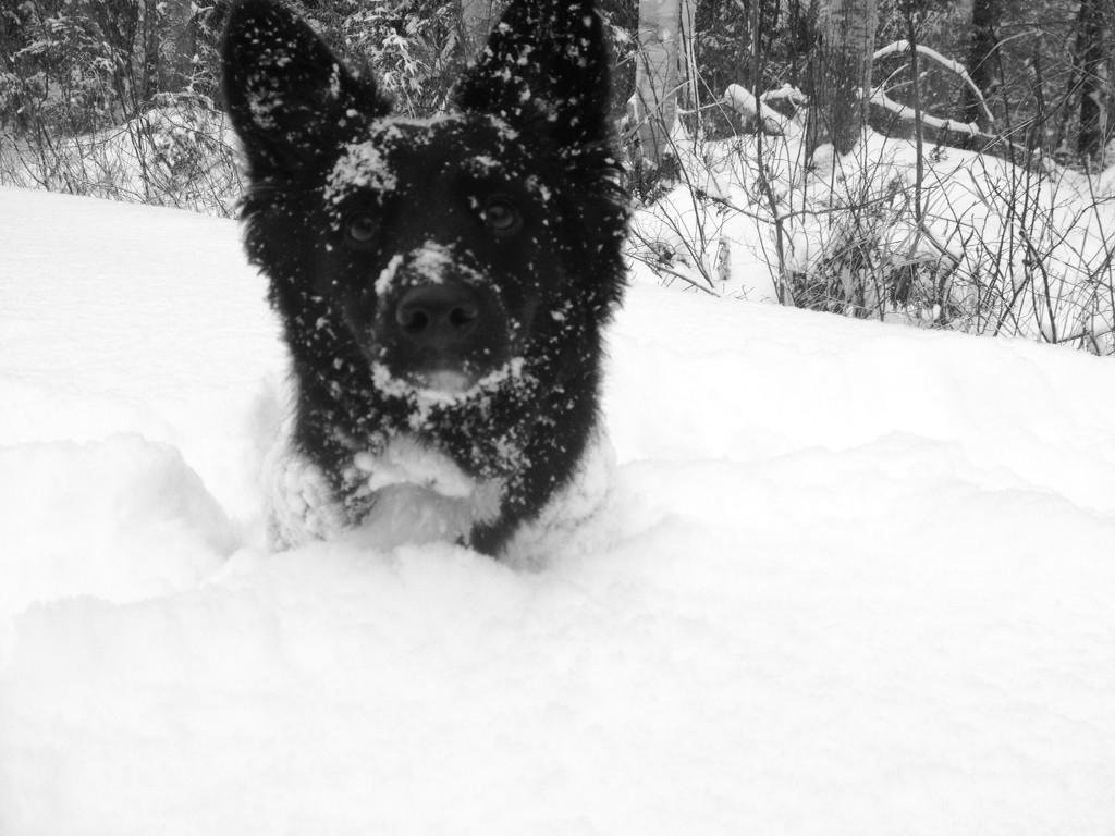 JulieVictoriaa's tweet photo. @CuteEmergency Check out my boy ❤️❤️ summer vs winter #CEDogShow http://t.co/8ktxUmnNzY