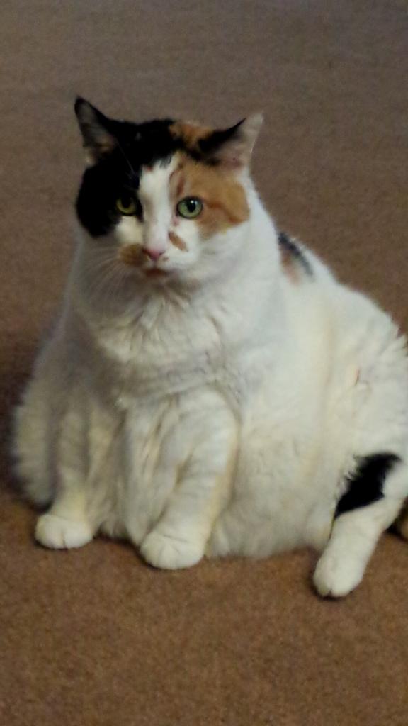 Tumbles6's tweet photo. I'm starving #turkeylegpose http://t.co/Ni0cLzFsMy