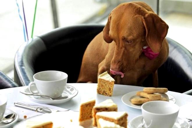 AvisaVenezuela's tweet image. #Consejos #Mascotas  Evita que tu #perro coma cualquier cosa del suelo, y no le des las sobras o golosinas.