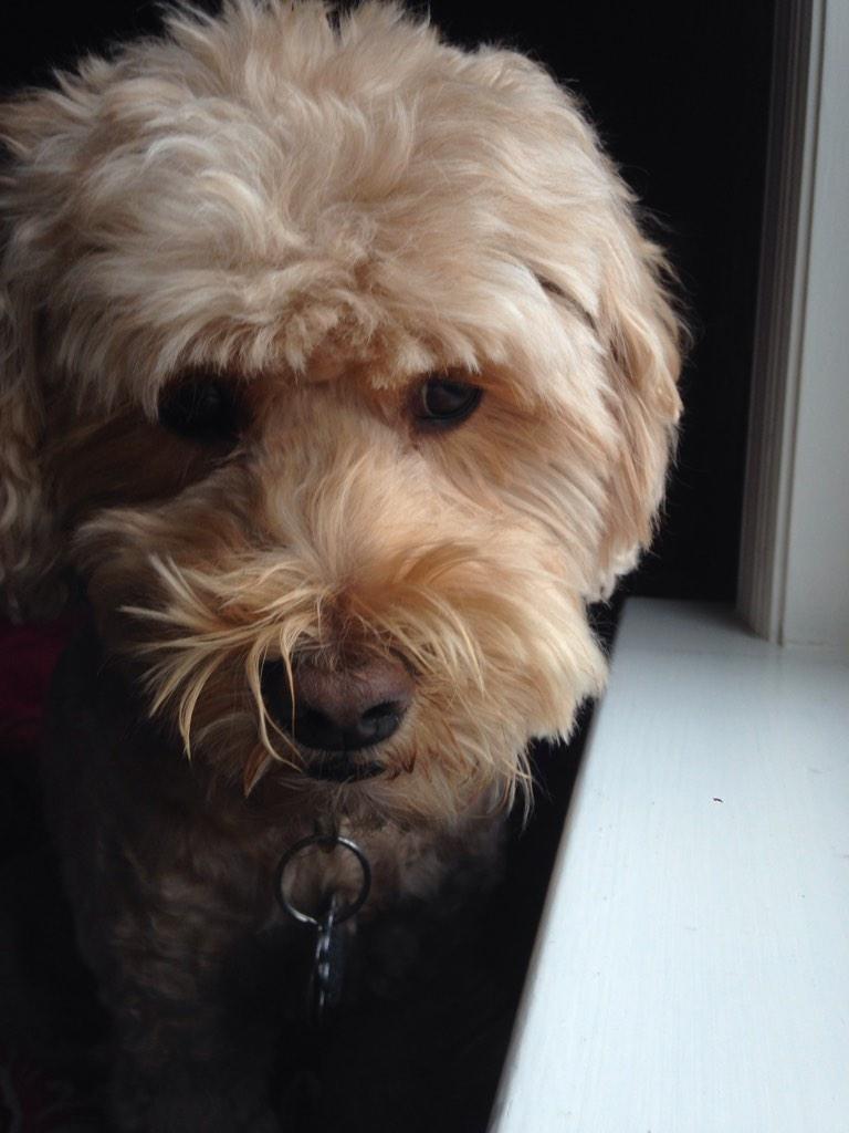 ArielleMeredith's tweet photo. Thankful for 🐶 http://t.co/CMQxrq0ILJ