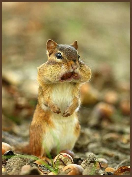 BlackjackErie's tweet photo. That feeling when Thanksgiving dessert hits the table. http://t.co/7jDLePKSLA