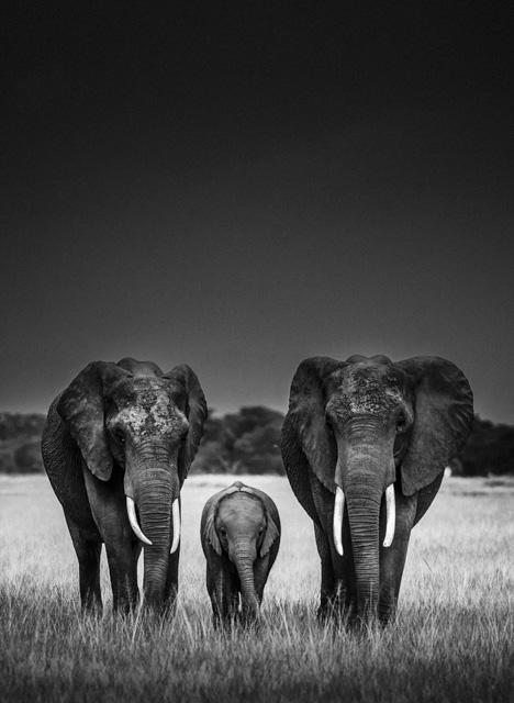 wooden_files's tweet photo. Family is important “@laurentbaheux: Body guards http://t.co/jLhVcJIW4z #Africa #ProtectWildlife #IvoryWars http://t.co/Pwi9frtuO0”
