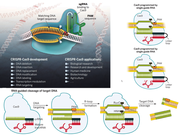 moorejh's tweet photo. The new frontier of #genome engineering with CRISPR-Cas9 http://t.co/9i8JflDtEL #DNA #genomics HT @drbachinsky http://t.co/H4cnpex7Cb