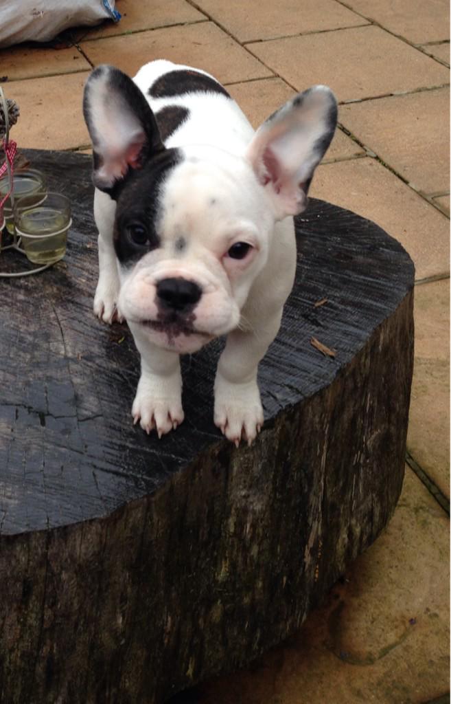 IndieFrenchie's tweet photo. updated pic of me. I'm getting big! http://t.co/a7VoilLwkx