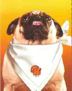 PugPalsBoiseID's tweet photo. Happy Thanksgiving everyone, gobble gobble! 😊🍴🍗🐤🐕 http://t.co/2qvC2spjCH