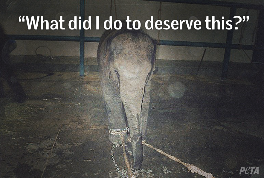 peta tweet picture