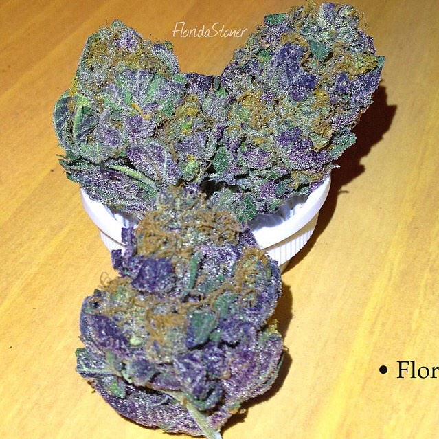 dailyloudpack's tweet image. Beautiful Daily Loud Pack💥 (Purple Skunk)