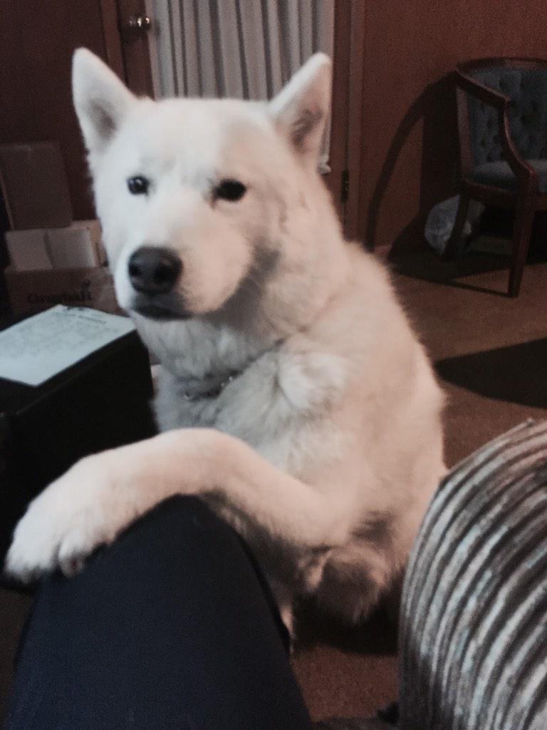 AngieClauda's tweet photo. Pay attention to me peasant http://t.co/Wk7DP820cZ