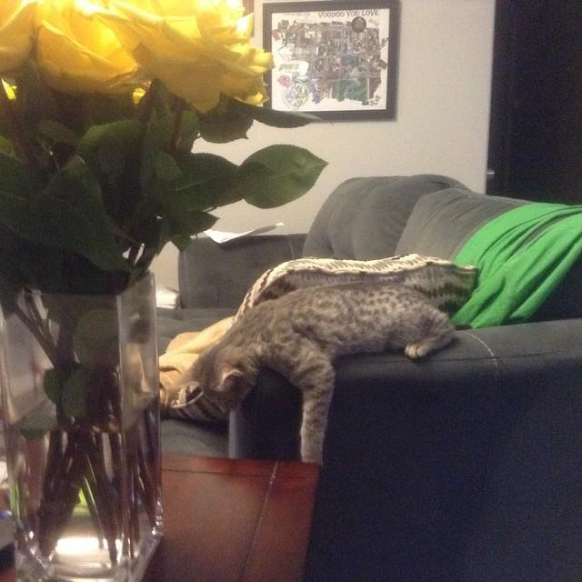 elizagaylebooks's tweet photo. Kitty post special thanksgiving meal. #kittycoma http://t.co/bx0ISiqp1y