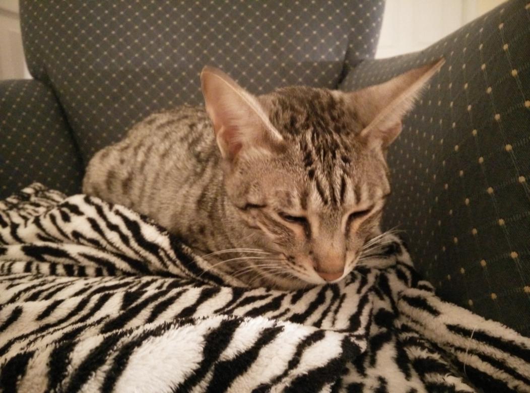 LIRIK's tweet photo. Sleepy kitty ate a lot of turkey http://t.co/RBT6eRZ7NR