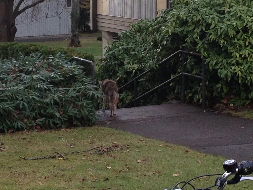 kstooshnov's tweet image. @UBCTeacherEd @UBCEdResearch - Critter heading down the steps to Ponderosa portables. Maybe wants to be a #LLED -er?