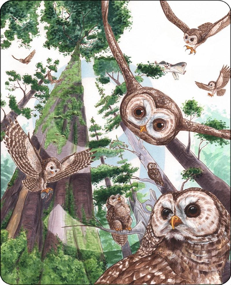 MiliFay's tweet image. Countdown: NINE! #book #birds #SpottedOwls #conservation

mili-fay-art-publishing.blogspot.ca/2014/11/animal…