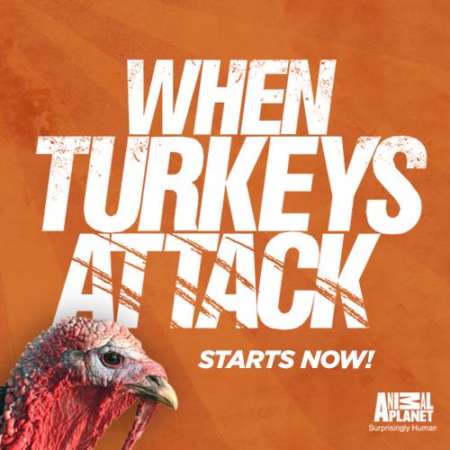 Animal Planet on Twitter: Animal Planet on Twitter: