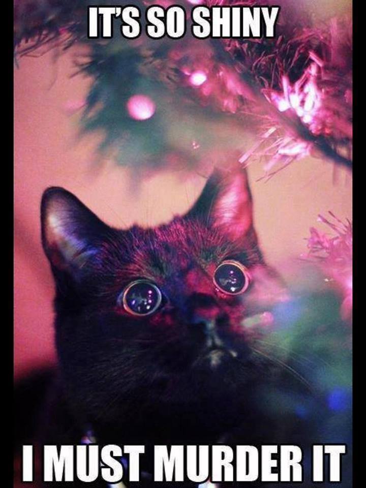 infantryc7's tweet image. @vegasbroad #catlogic #ohshiny
