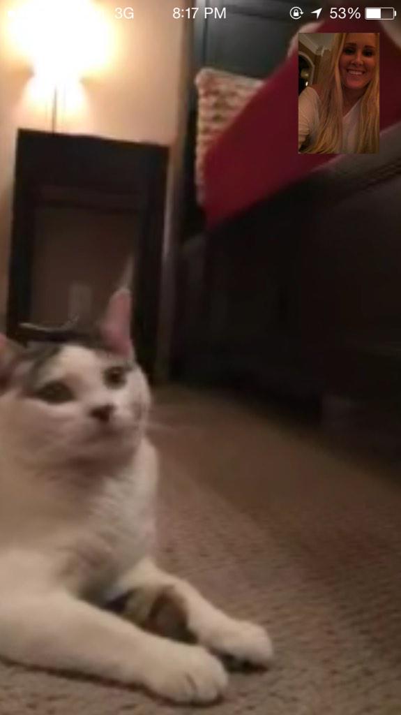 IvythekittyCat's tweet photo. Facetiming with mom 😻 http://t.co/3qE6n89COJ