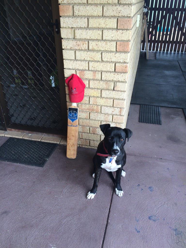 McauliffeJames's tweet photo. #RIPHughes #putoutyourbats #mansbestfriend http://t.co/uBK6s8ZvJQ