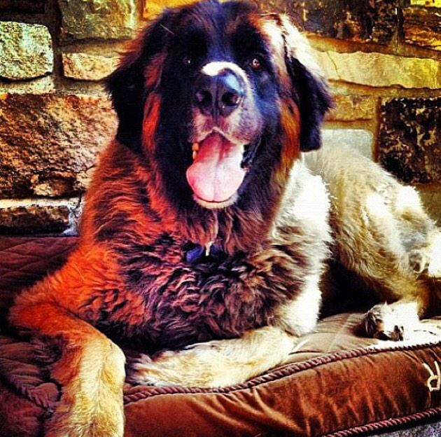 ctweating's tweet photo. Turnt up to watch #CauseforPaws  on turkey night. 🍗❤️ http://t.co/5oIu16dFbd
