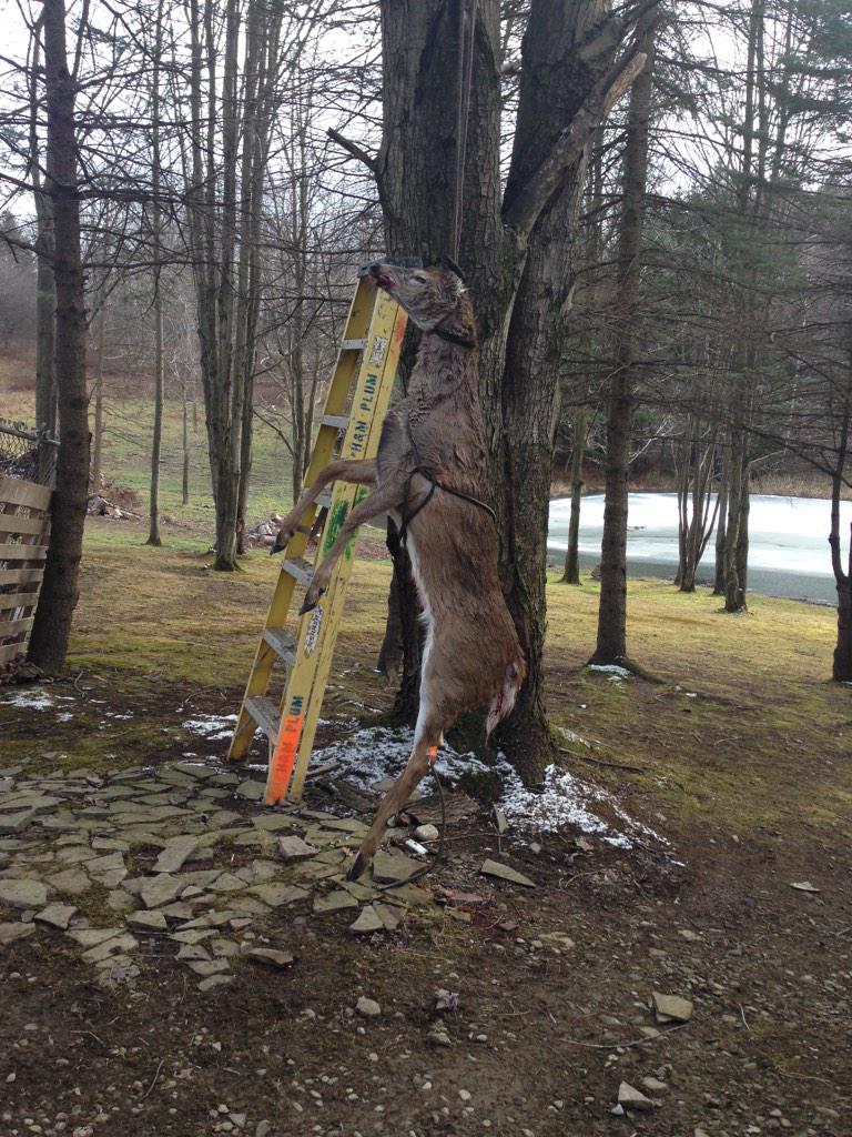 DriftwoodLife's tweet photo. Driftwoods fav thnxgiving memz #thanksgivinganimals http://t.co/sWIoZMmzg5