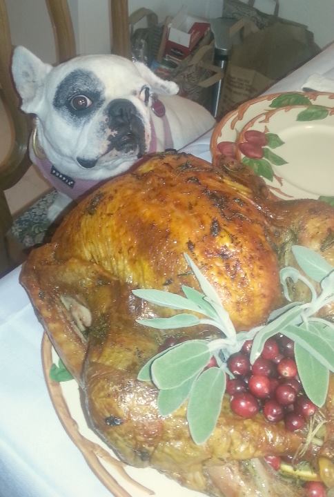 RunningClyde's tweet image. Turkey Time and 49er Football! @LisaAHolden @FBRNnews @FrenchieManny #ninerfam #Turkey #Rubygram #toofulltomove :)
