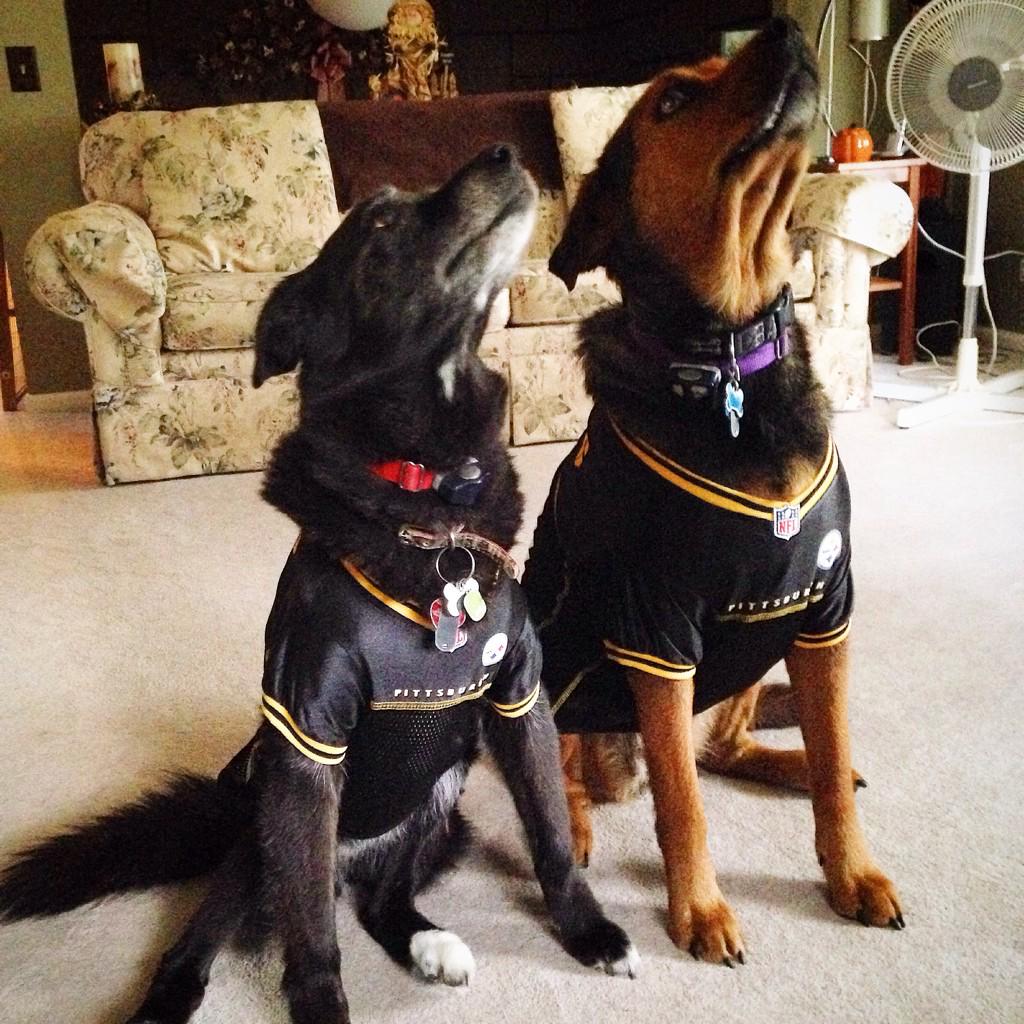 slizmaster_007's tweet photo. #foxcauseforpaws http://t.co/HUu58CYt4A