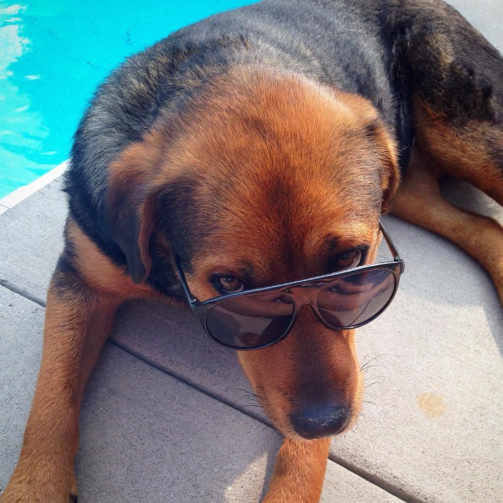 slizmaster_007's tweet photo. #foxcauseforpaws http://t.co/AzGdHY4kFY