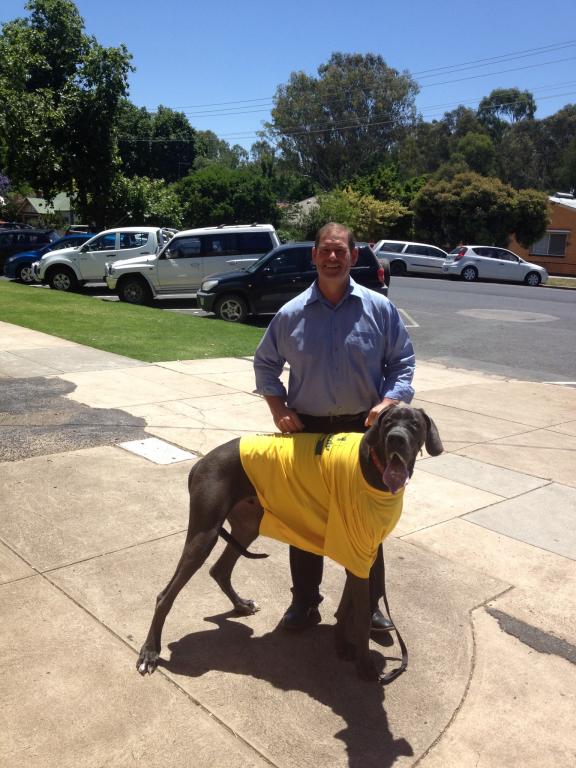 I have this horse sized dog Murphy on my tail today for the last day of pre-polling. 1 day to go voters! #springst