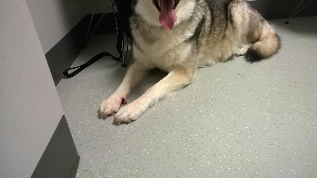 homeindisarray's tweet image. Holiday weekends - the only time your pets need emergency veterinary care. #blackfridaydeals