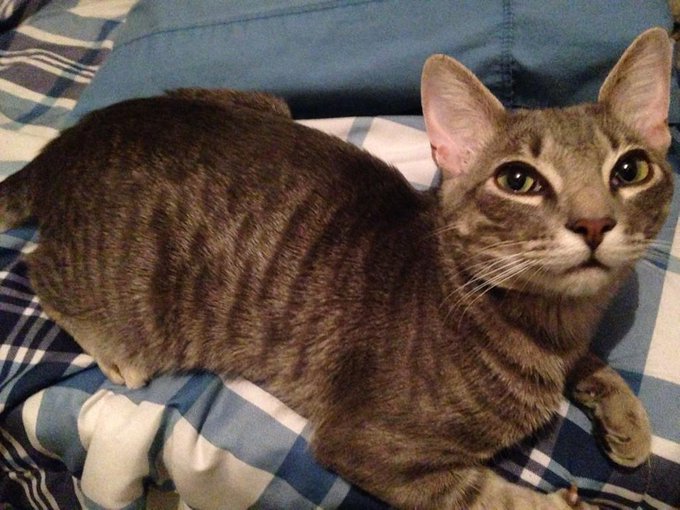 Pictures of my cat being adorable! #CatLoversUnite @robinlordtaylor http://t.co/pSC9FRzaDe<a href="/tag/catloversunite"class="tags">#CatLoversUnite</a>