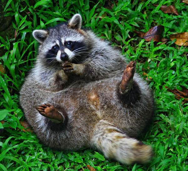 ReformedRaccoon's tweet photo. Whoa! That meal got out of hand REALLY quickly.
FYI, it's called preservation, not gluttony. #HumanSin http://t.co/fyAnhS7Vd0
