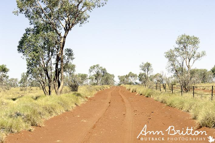 annbritton's tweet photo. Love, love, love #Outback colours
#spinifix had shower rain over it bout 10days b4
#photography
#borerun http://t.co/8uCWEzMWs5