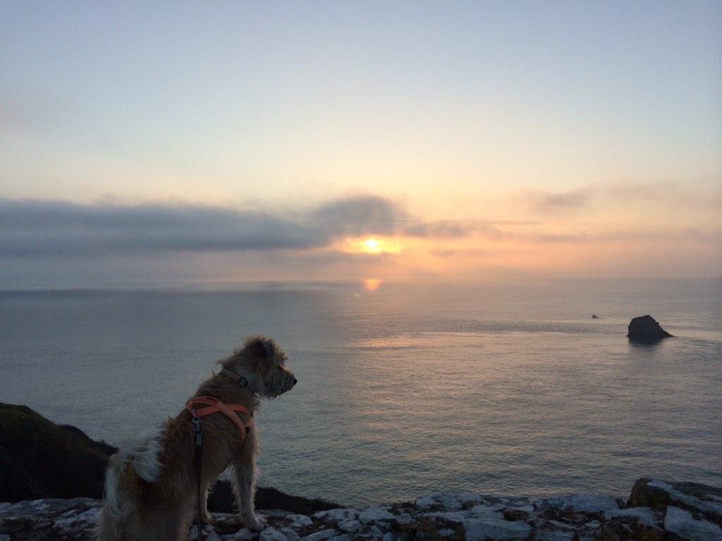 “<a href="/OfficeJunior12/">#OfficeJuniors Bramble & Briar</a>:  mornin! ” ooh that's a lovely photo (nice dog too)