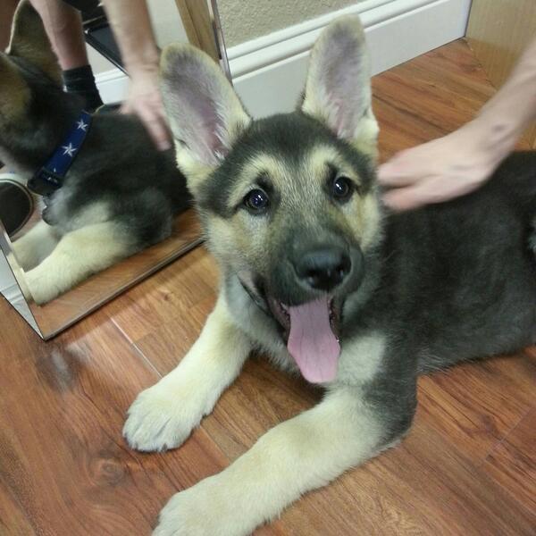 VegetarianGirl's tweet image. his ears and tongue! 👅