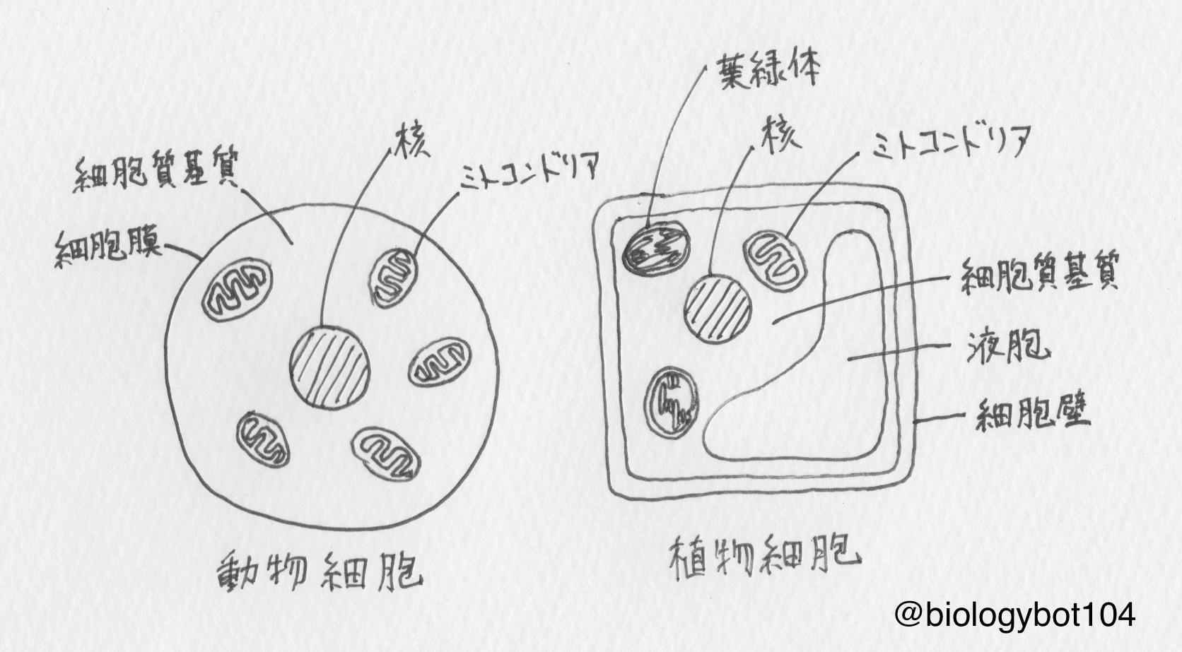 京大生が選んだ 生物基礎の要点bot 在 Twitter 上 真核細胞の構造 真核細胞 核 細胞質 細胞質 細胞小器官 細胞質基質 植物細胞は細胞壁や葉緑体 液胞などを持つ 少なくともここに描いてある細胞小器官くらいは説明できるようにしよう Http T Co