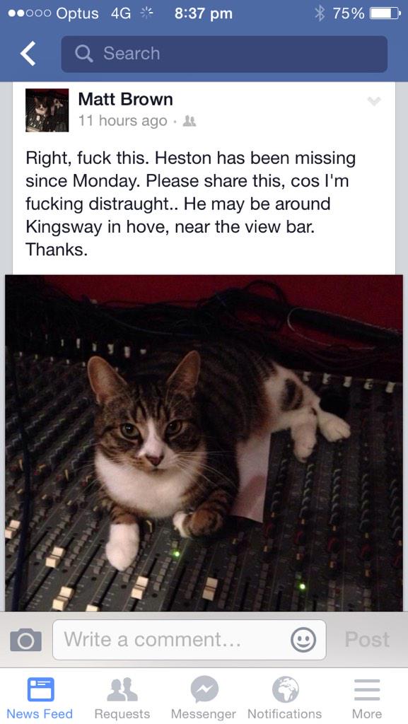 GFNPerth's tweet image. My friend's #cat is missing in #Brighton #Hove #lostcat pls retweet - thanks