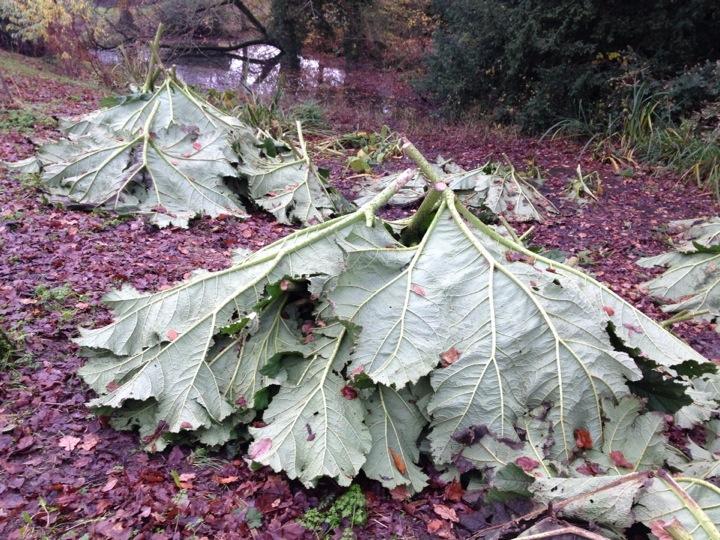 Gunneras ready for winter by Great Dixter's lower most