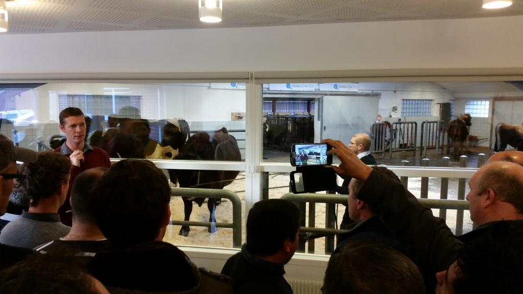 HielkeWiersma's tweet image. Presenting bulls @VikingGenetics Headquarters in Denmark. #Agromek2014 #VikingRed #VikingJersey #VikingHolstein