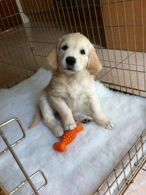 LouiseCourt_'s tweet photo. Do you think my brother will notice when I dognap his new puppy. #jealoussibling http://t.co/NteuFbzNIV