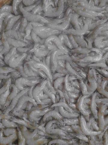 Ready stok udang fanami.Hrg by call, bbm,wa,line.WA/line 085643417569 pin bb 7F2C2590.Cepet diorder keburu kehabisan