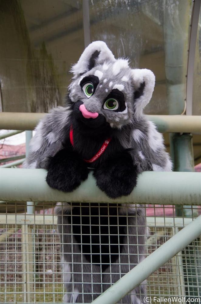 new_einstein's tweet photo. @NFC_Mausie @NordicFuzzCon how about a friendly spottycat (photo by @fallenwolf_com) #FursuitFriday #NFC2014 http://t.co/7Ou9Gd7DJB