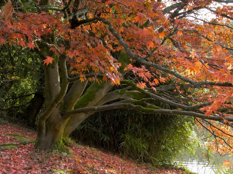 Forget #BlackFriday. Make it an orange, gold or green Friday instead – find some free autumn colour.