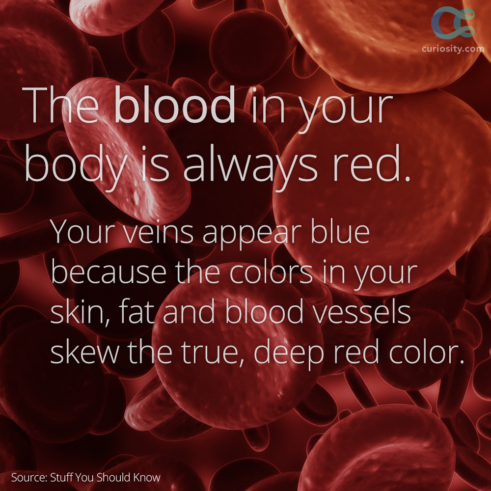 Is Blood Blue in Veins or the Body?