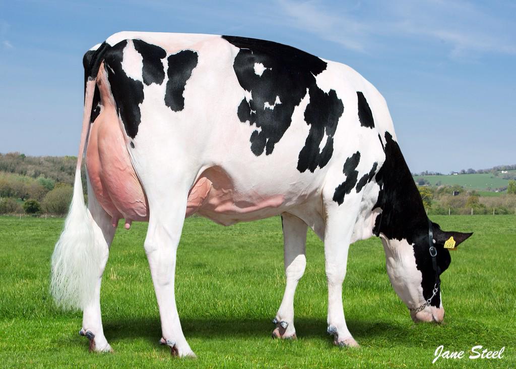 GTHDairy's tweet photo. Christmas Cracker Show and Sale catalogue http://t.co/oWv6bAKrpN to include a Shotglass daughter from this Man-o-man http://t.co/UcHqhZfgnk