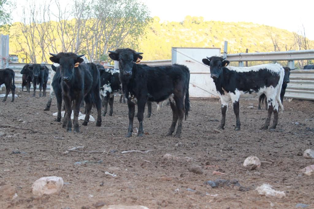 Ganaderia G.Gamón (@g_gamon) on Twitter photo 