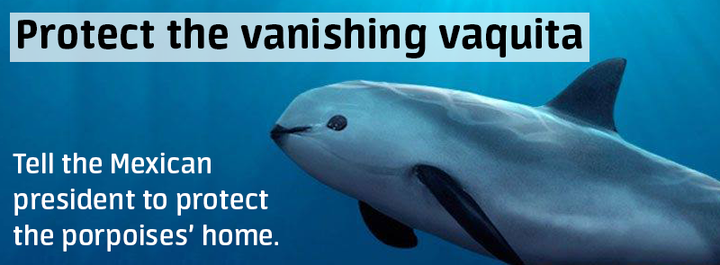 GreenpeaceUK's tweet photo. URGENT: 97 vaquita remain in the wild. One chance to save them. Take action >> http://t.co/lz8NTqOtcw http://t.co/RyLIOLeWGl