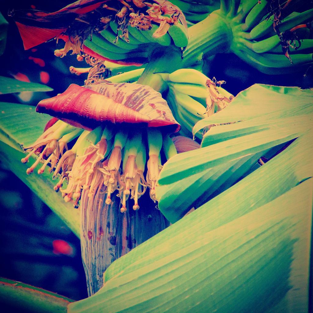 SivaguruRocks's tweet photo. #banana #plantain http://t.co/vkBsOUWH3d